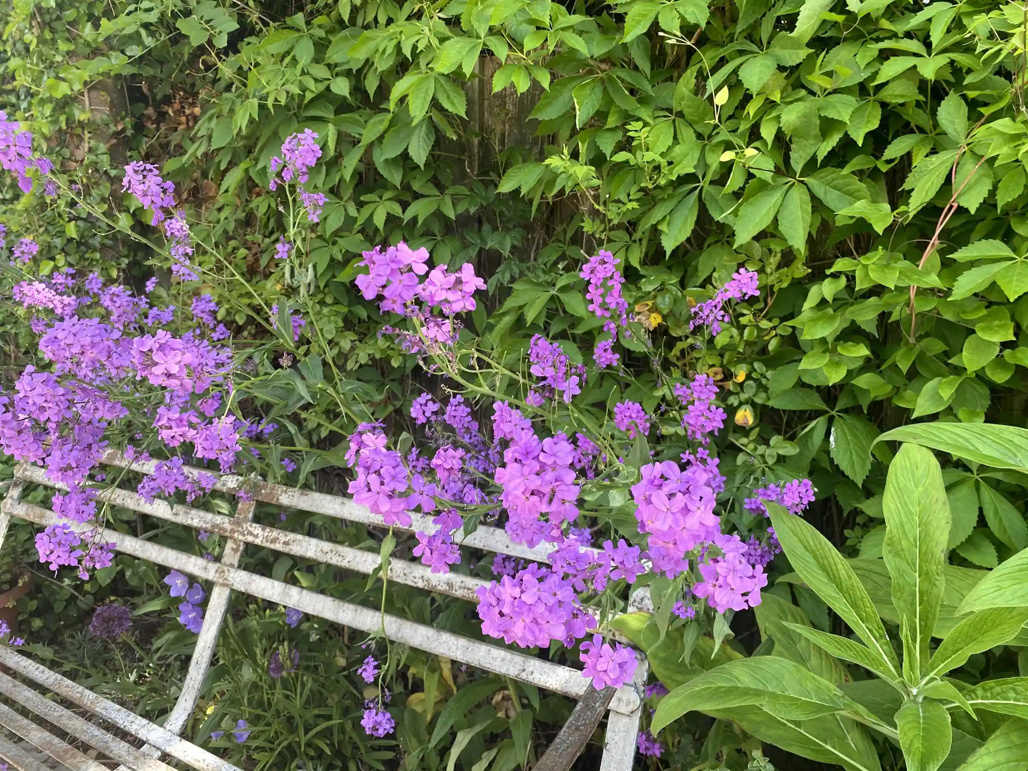 purple flowers at winery in wicklow